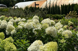 Technology in the Garden