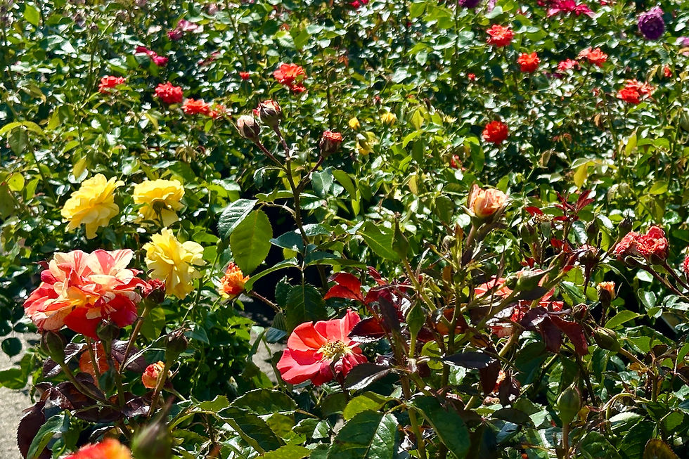 Lunar Gardening