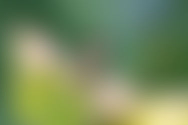 National Hummingbird Day