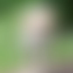 Labrador Puppy in Spring