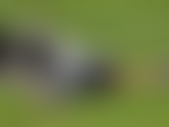 Motivation: Stick? Carrot? Or is there a third option?