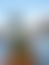 CBD Hemp Vs CBD Cannabis