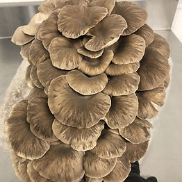 dunks phoinex oysters_edited_edited.jpg