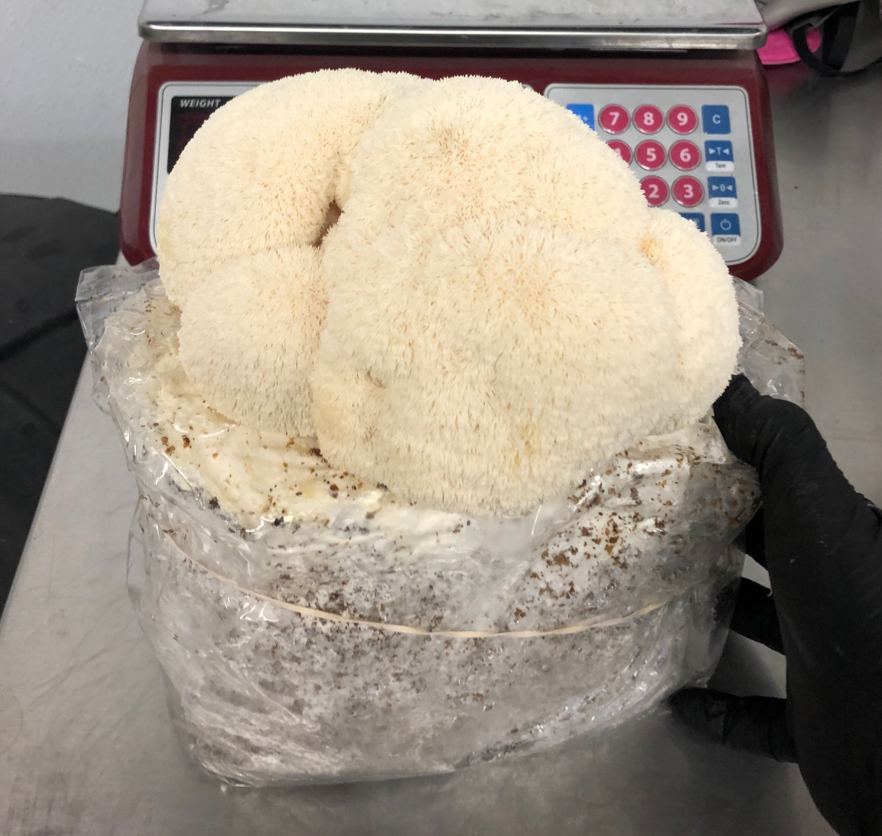 Lion's Mane Grow Block