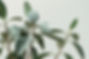 Green plants_edited.jpg