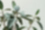 Green plants_edited.jpg