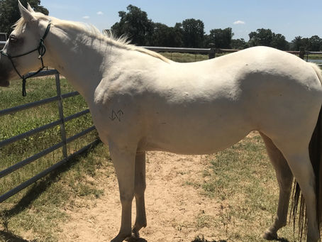 Trainer’s Tip Tuesday