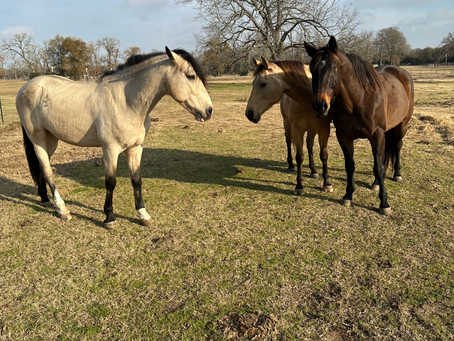 Trainer’s Tip Tuesday