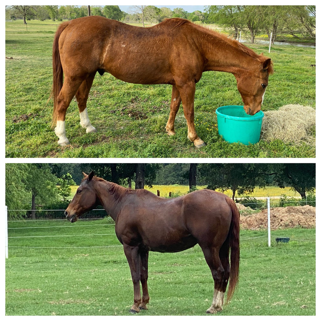 Blog TNT Quarter Horses LLC