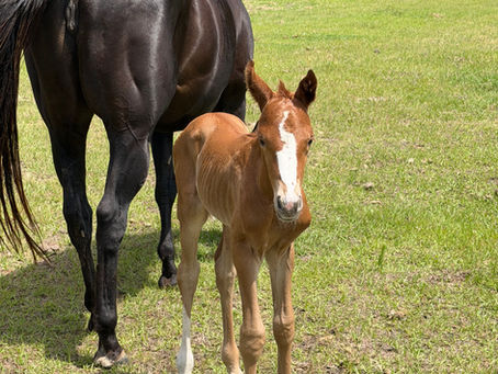 Running a Foal IgG - Master video