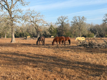 January Master Zoom Recording