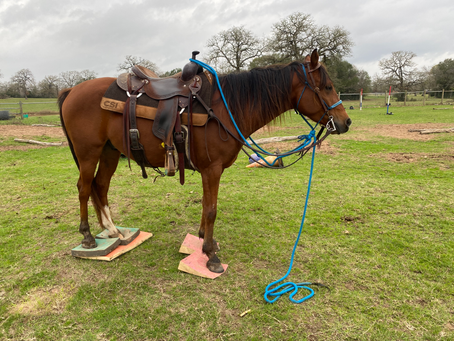 Trainer’s Tip Tuesday