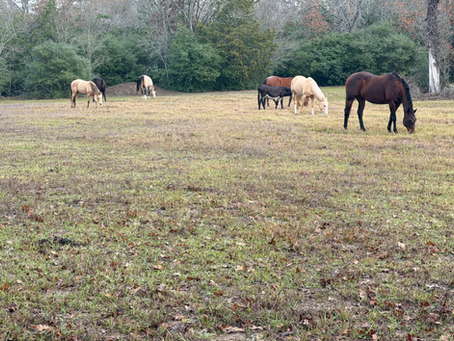 Trainer’s Tip Tuesday