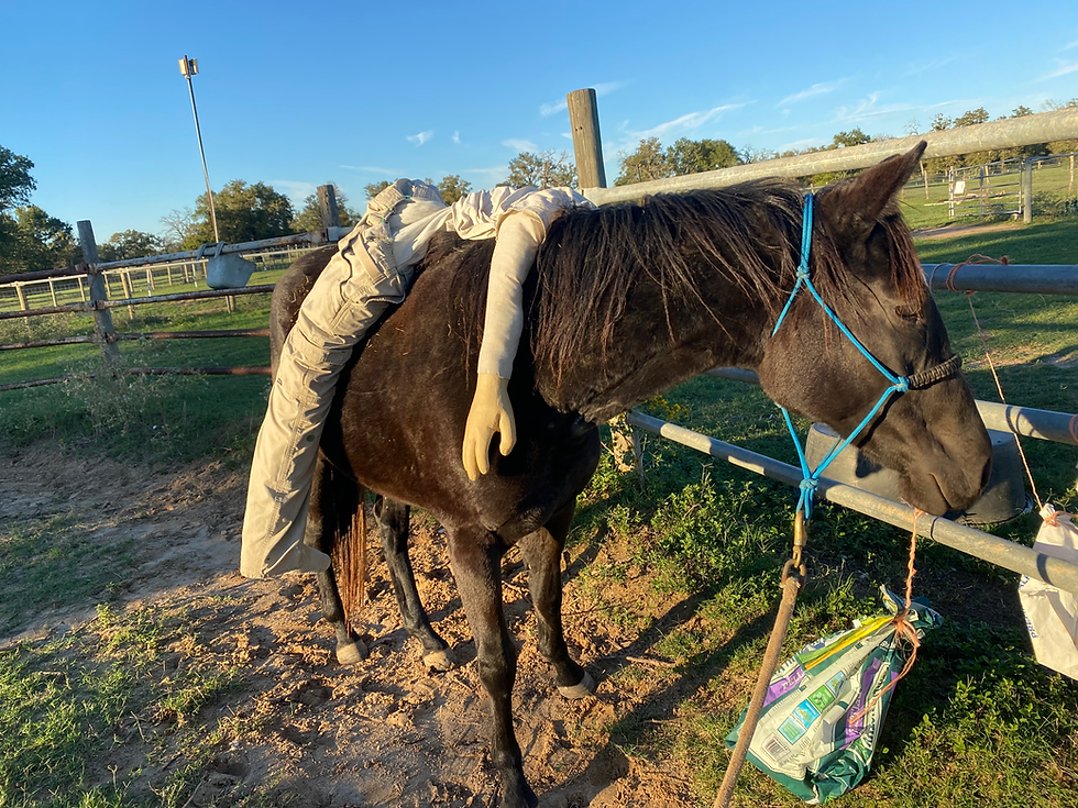 Trainer’s Tip Tuesday