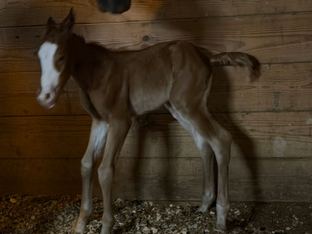 The cost of foals