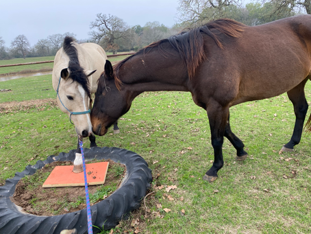 Trainer’s Tip Tuesday