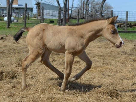 Biomechanics for Better Behavior and Soundness: Miss Ava