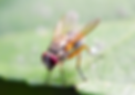 Drosophila