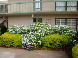 Front Floral Garden