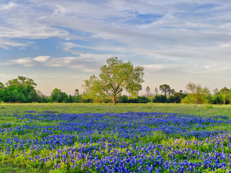 POESIA PARA UMA VIDA INTEIRA