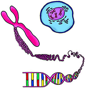 Prueba Genetica