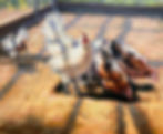 Afternoon at the Farm
