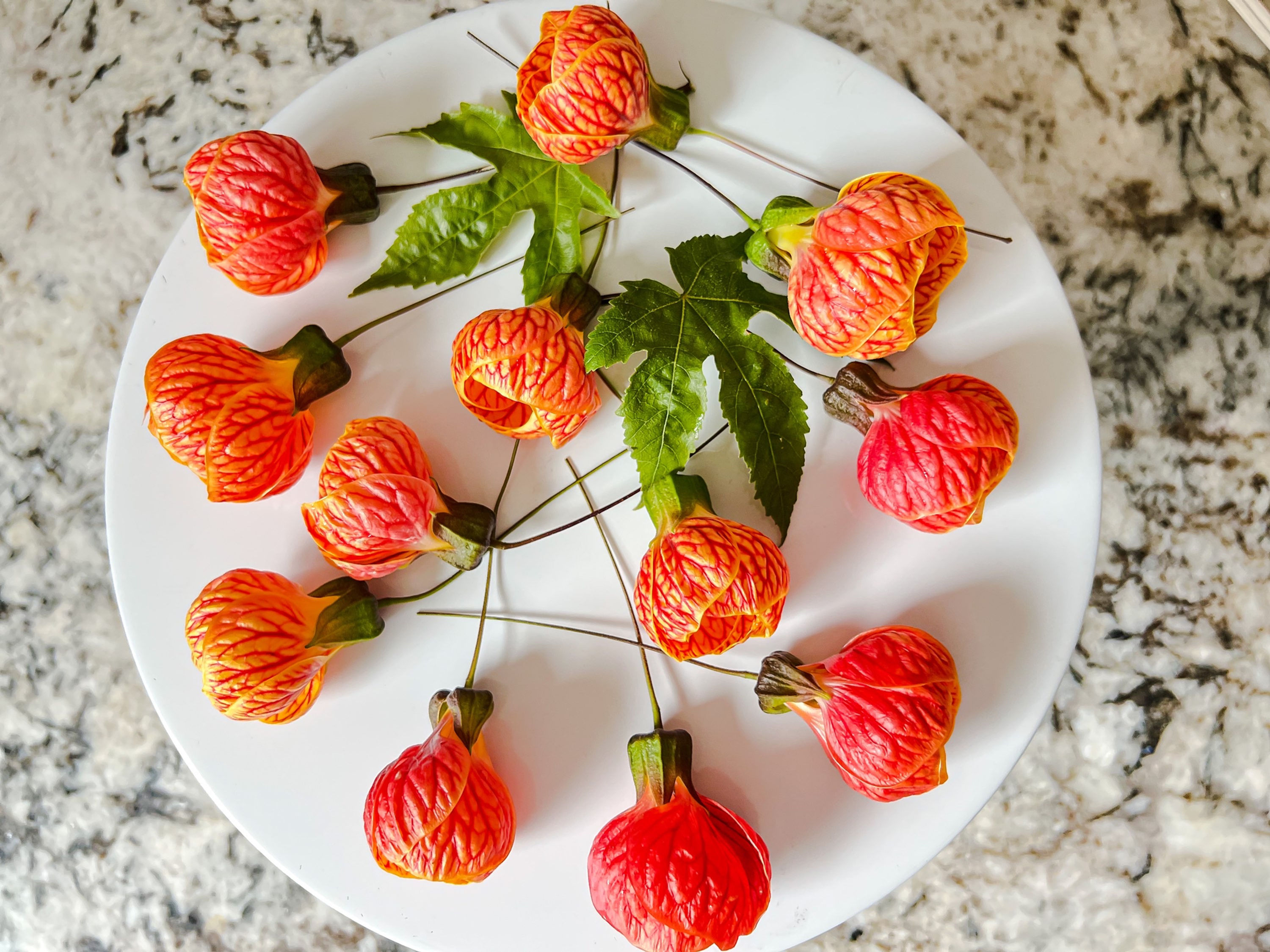 Flowering Maple Edible Flowers