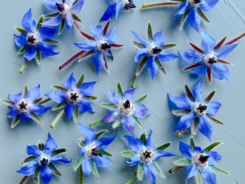 Borage - Edible Flowers | Magnolia's Yarden