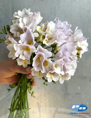 Thumbnail: Freesia / Cut Flower Bunch