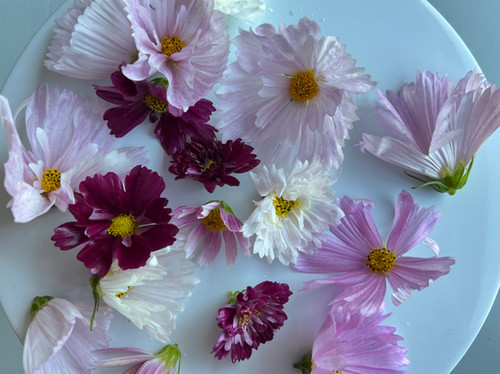 Cosmos Edible Flowers | Organic Flowers Clovis Fresno CA