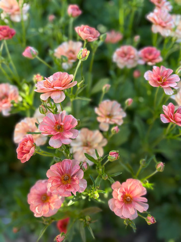 Eris Ranunculus Butterfly Ranunculus Eris / Cut Flower Bunch | Magnolia's Yarden