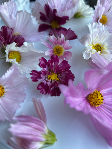 Cosmos Edible Flowers | Organic Flowers Clovis Fresno CA