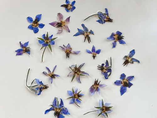 Borage Pressed Edible Flowers | Magnolia's Yarden