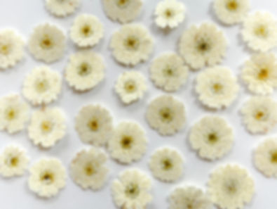 Feverfew Pressed Edible Flowers