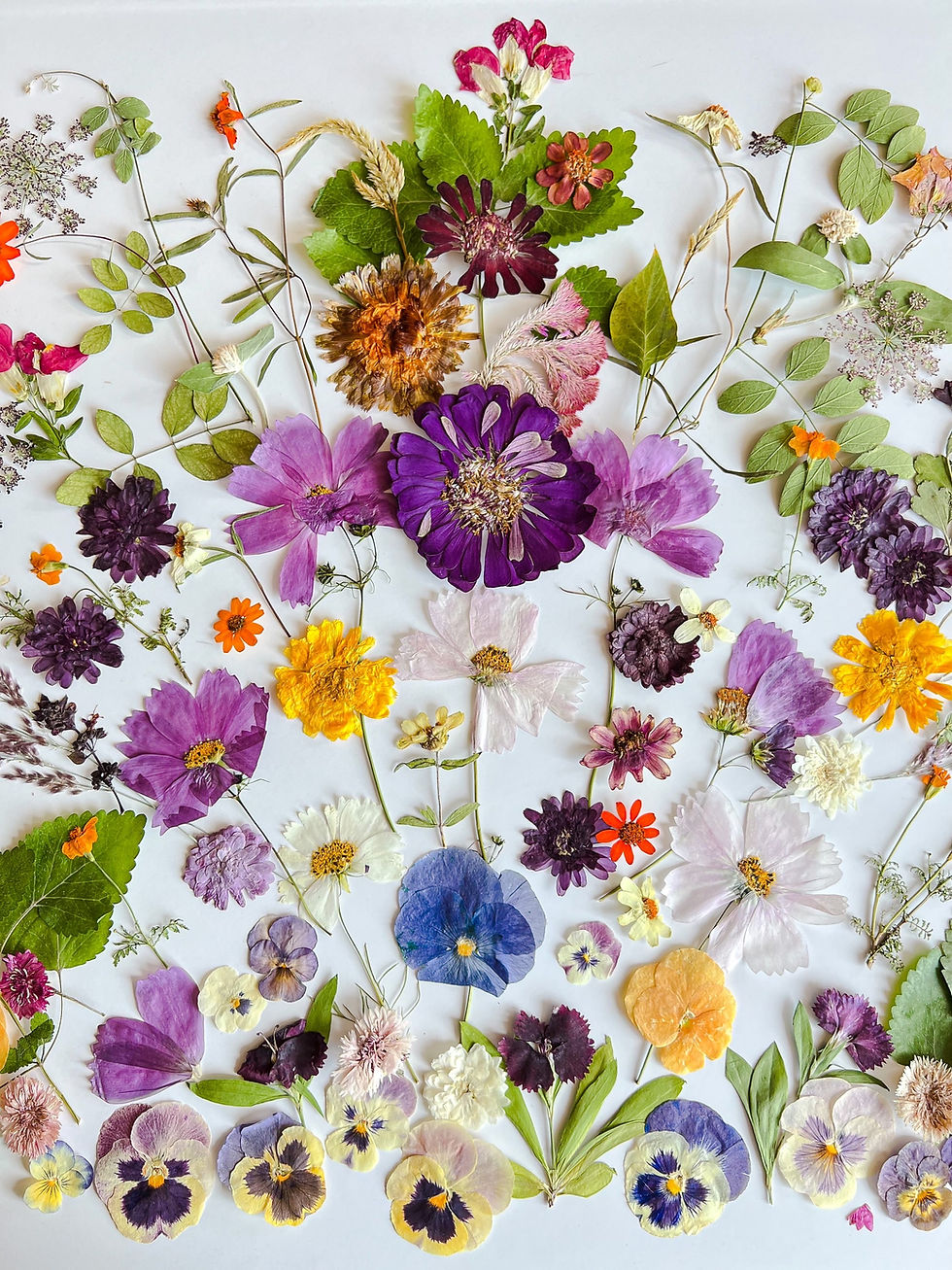 Thumbnail: Wildflower Blend Pressed Edible Flowers
