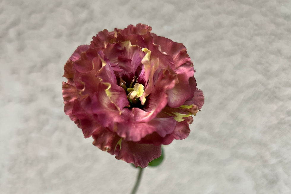 Thumbnail: Lisianthus / Cut Flower Bunch