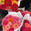 Thumbnail: Zinnias Cut Flower