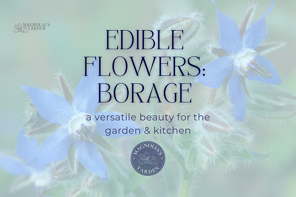 Edible Flowers: Borage – A Versatile Beauty for the Garden & Kitchen