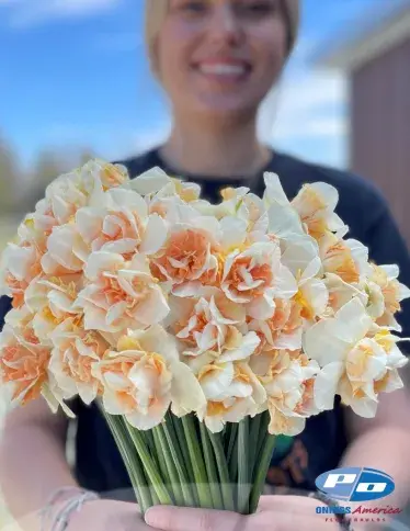 Thumbnail: Daffodil / Cut Flower Bunch