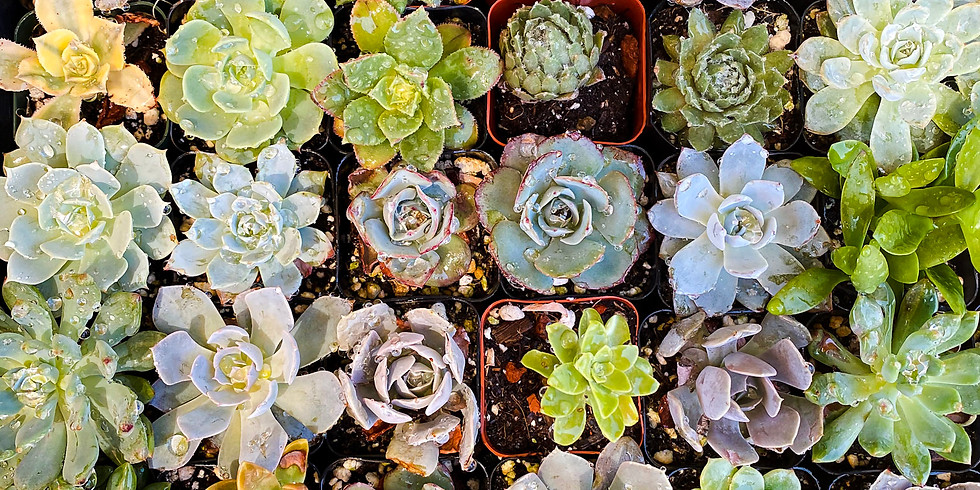 Plant Sale