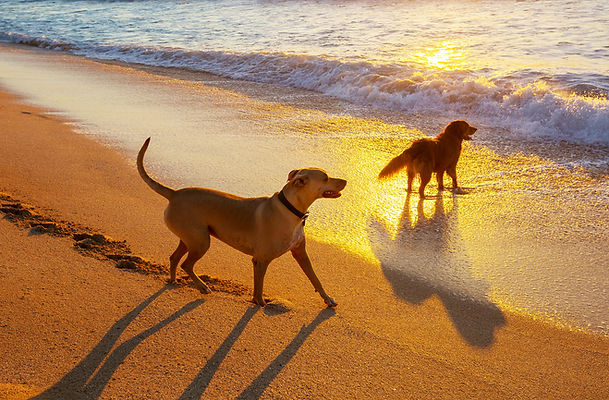 dog-on-beach.jpg