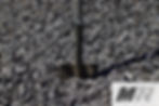 IMG_0241.jpeg