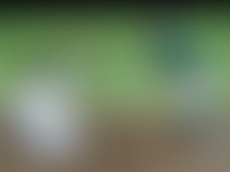 CARA A CARA, PERICOS Y LEONES EN LA SERIE FINAL DE LA ZONA SUR