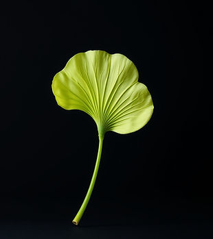 a single upright (stem down) ginko leaf 