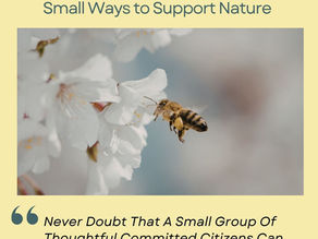 Spring Into Action - Small Ways to Support Nature🌺