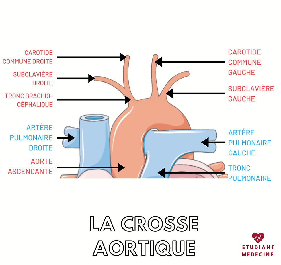 La crosse aortique