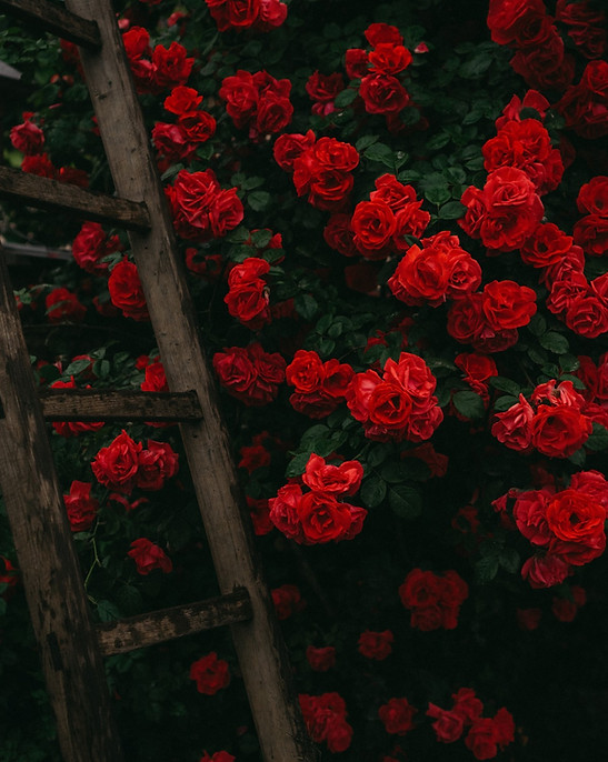 Viele Rote Rosen und Leiter.