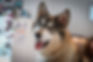 IMG_5055.jpeg