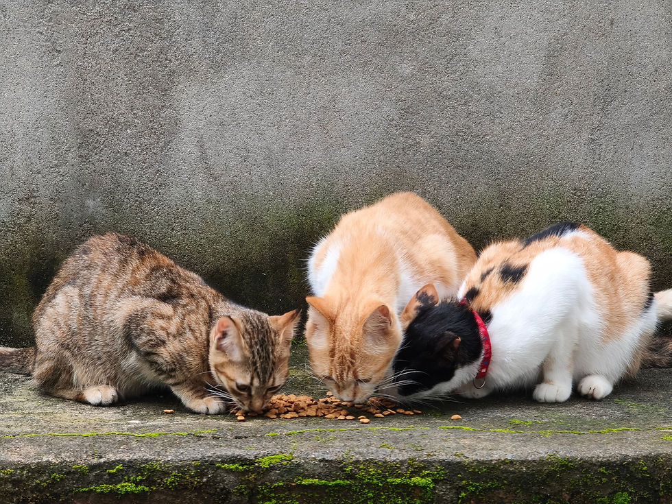 MaryCats fortalece proteção animal com lei que amplia divulgação do direito de alimentar animais em situação de rua