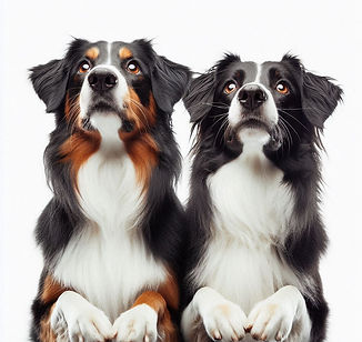 Anticipating dogs, waiting for treats
